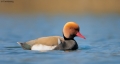 Red-crested Potchard